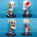 Modelo de anatomía del esqueleto facial biológico humano para la enseñanza (R020612)